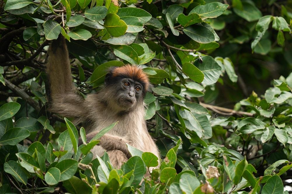 Ashy Red Colobus, Piliocolobus tephrosceles - New England Primate Conservancy