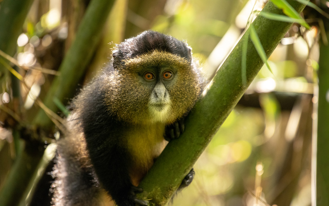 Golden Monkey - Uganda Wildlife Authority