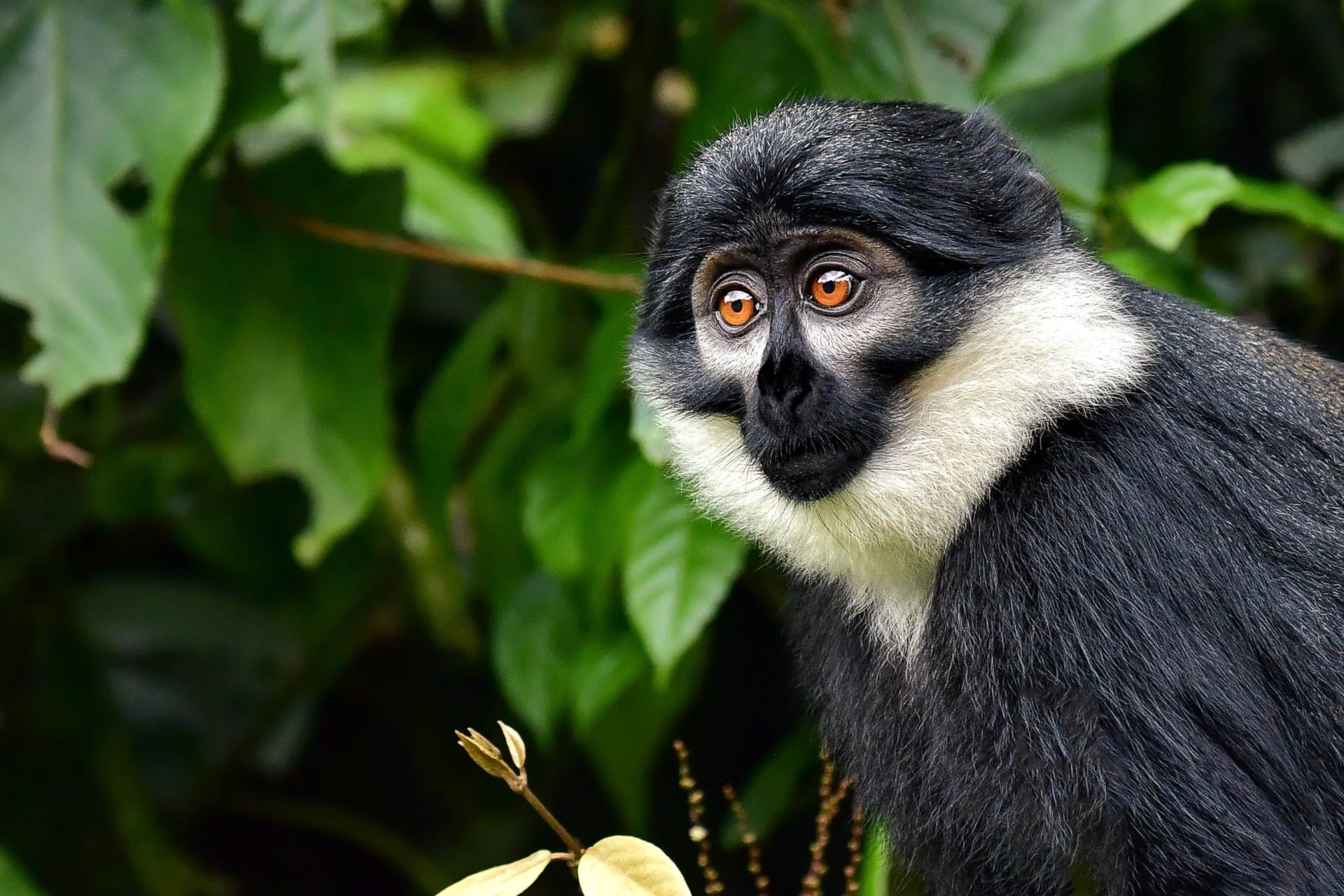 L'Hoest's Monkey in Uganda (Cercopithecus lhoesti) - Arcadia Safaris