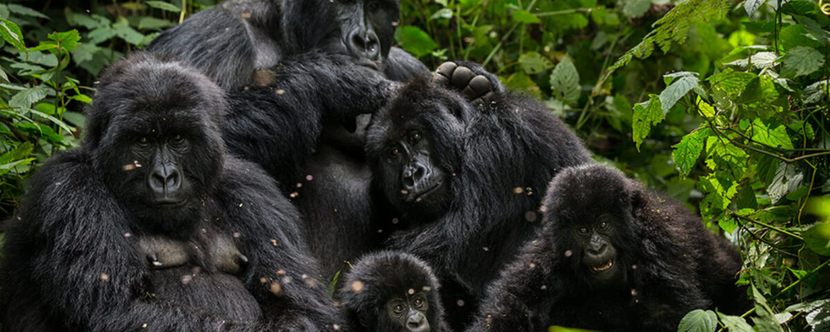 Gorilla Safari