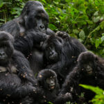 Gorilla Safari
