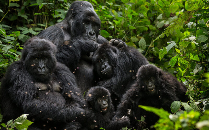 6 Days Rwanda Safari