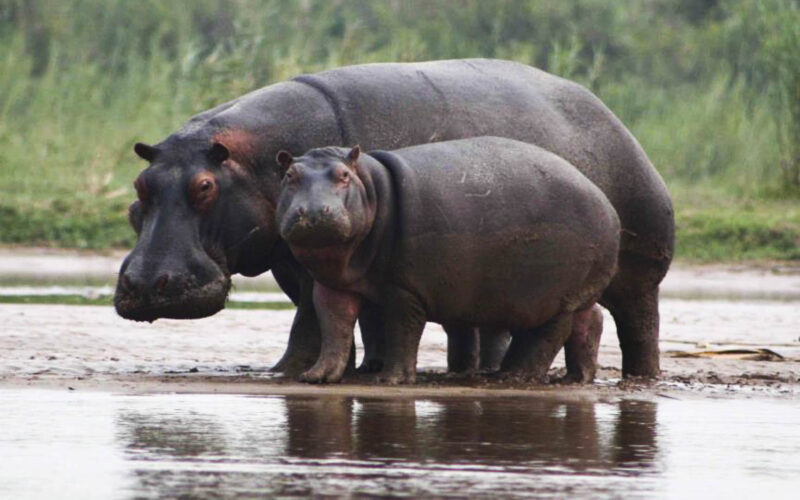 3-Day Burundi Bujumbura City & Rusizi National Park Safari