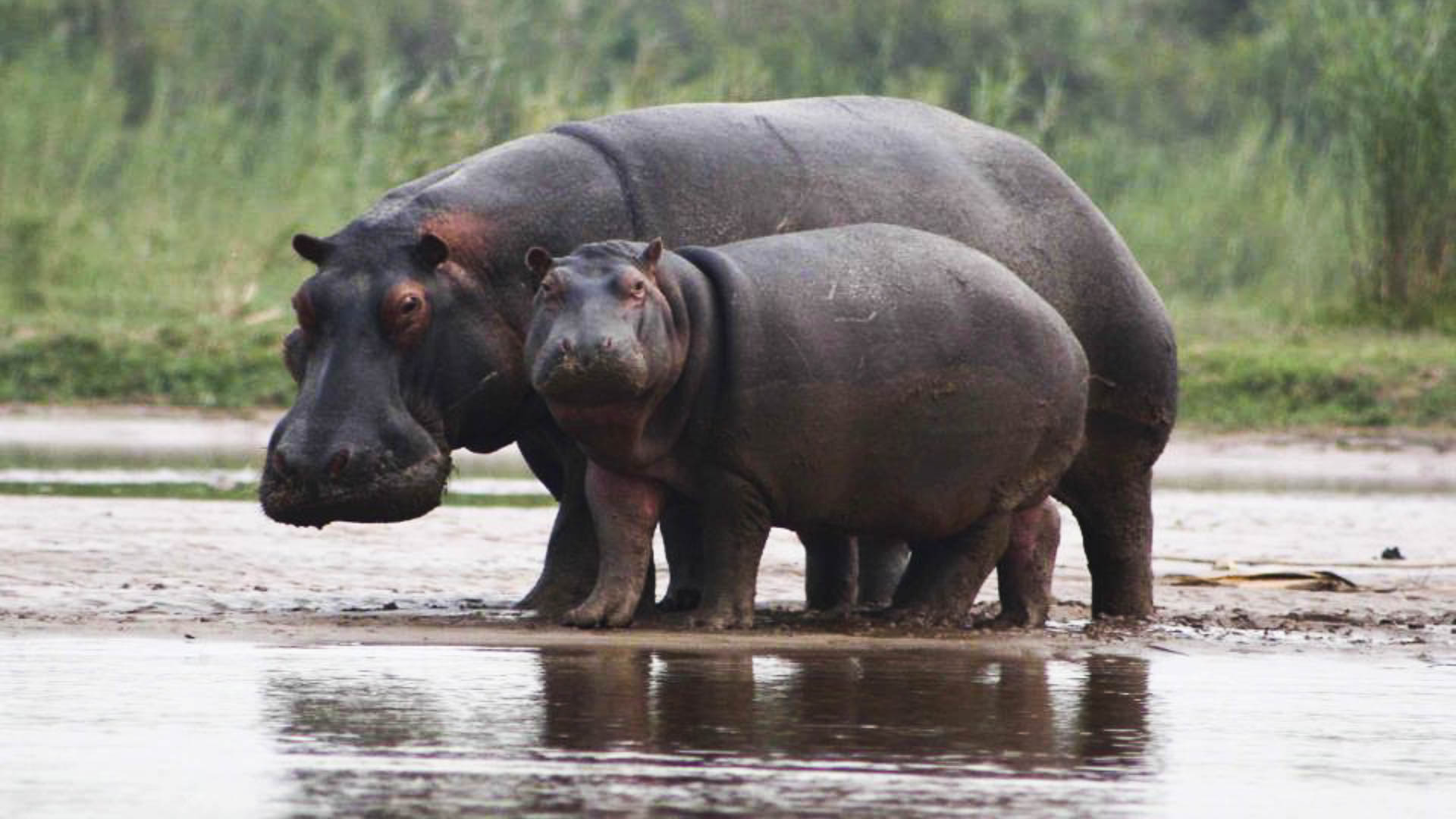 3-Day Burundi Bujumbura City & Rusizi National Park Safari