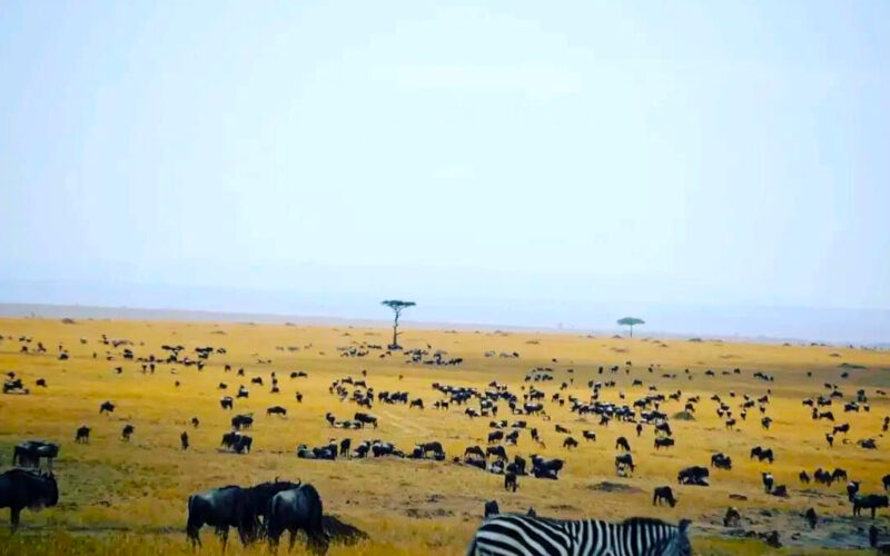 12-Day Tanzania Wildlife Safari