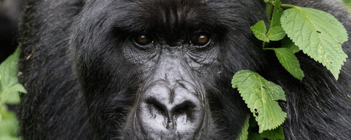 Gorilla Trekking
