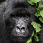 Gorilla Trekking