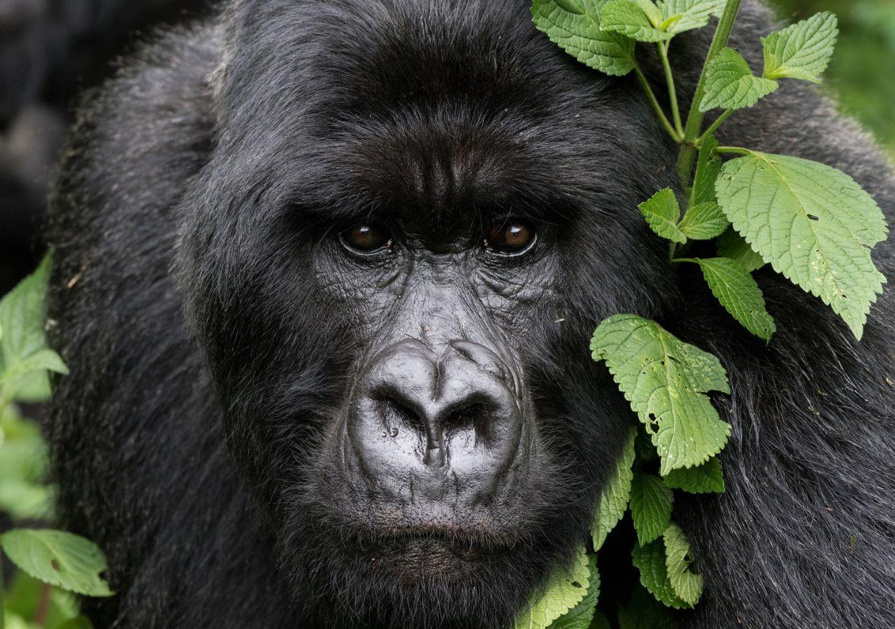Gorilla Trekking