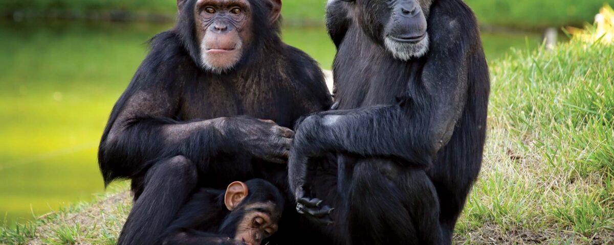 Uganda Primate Tracking Safari