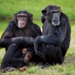 Uganda Primate Tracking Safari