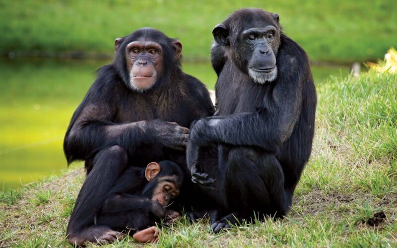 5 Days Uganda Primate Tracking Safari