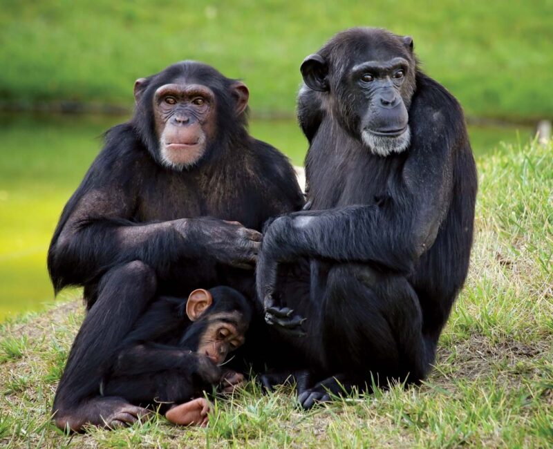 Uganda Primate Tracking Safari