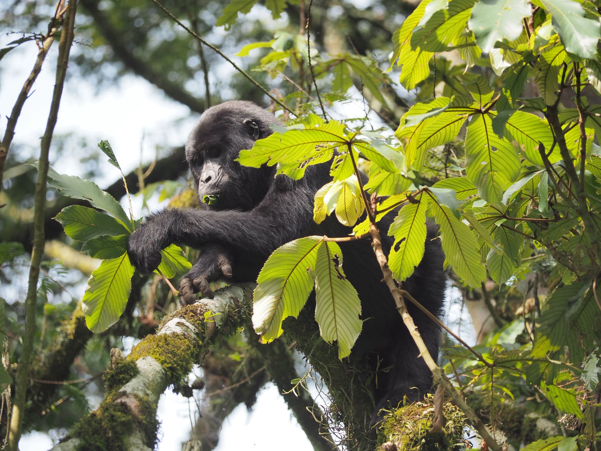 Chimpanzee Tracking Safari