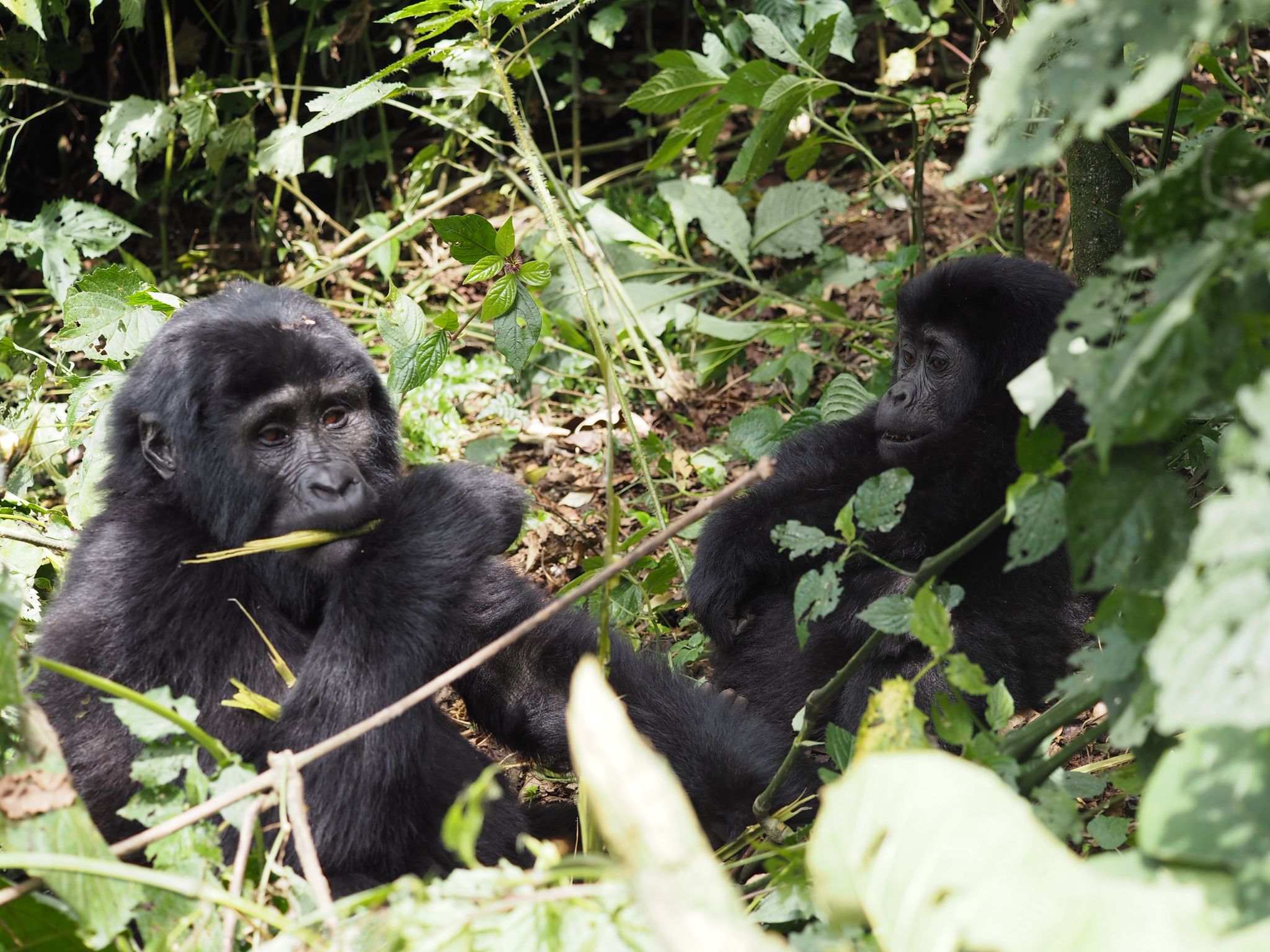 7 Days Discover Rwanda Primates in Luxury Safari