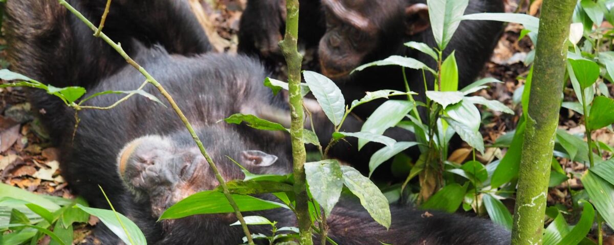 5 Days Uganda Primate Habituation Safari