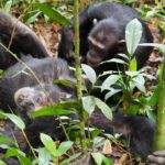 5 Days Uganda Primate Habituation Safari