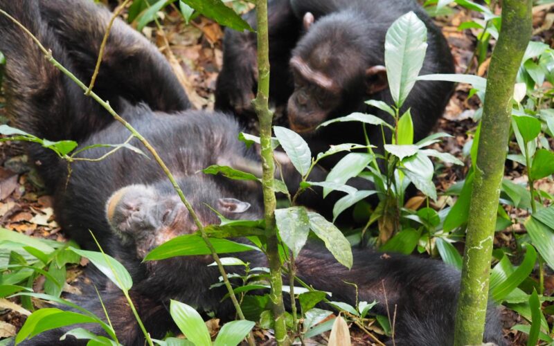 5 Days Uganda Primate Habituation Safari