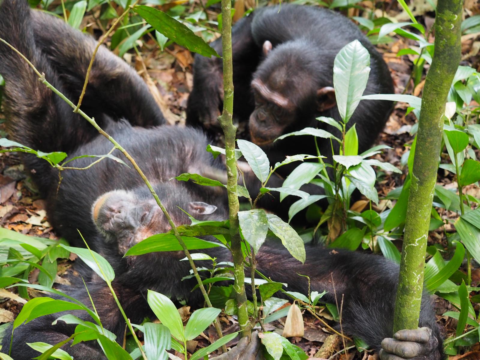 5 Days Uganda Primate Habituation Safari