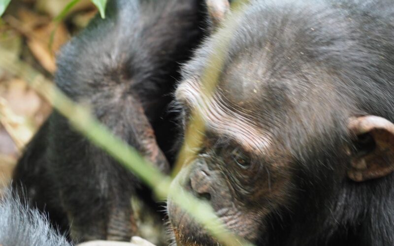 4-Day Chimpanzee Tracking, Karera Falls, and City Tour
