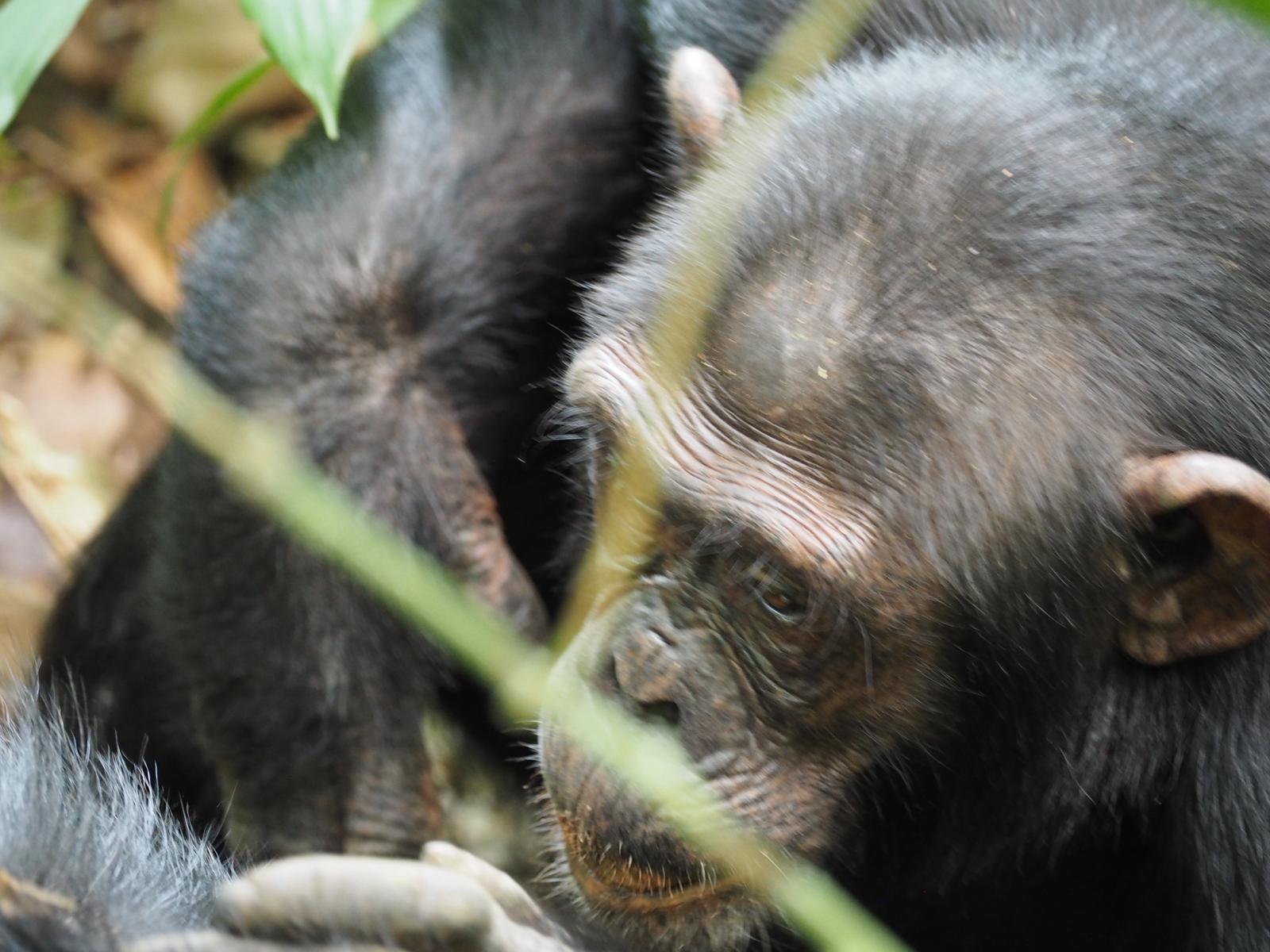 4-Day Chimpanzee Tracking, Karera Falls, and City Tour