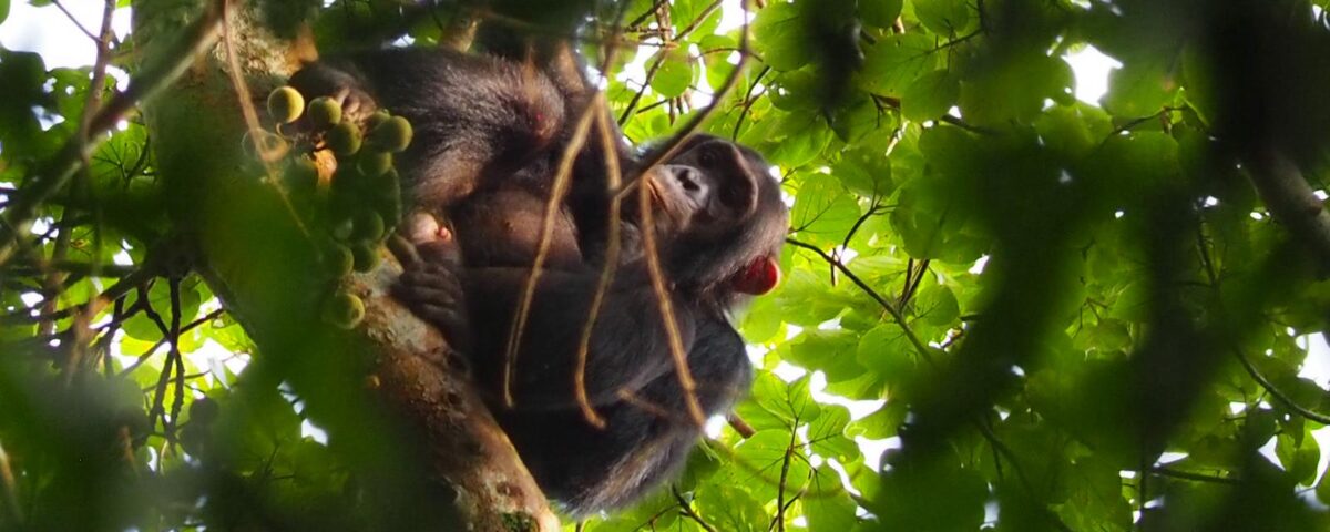 7 Days One Week Rwanda Tour