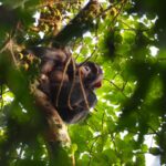 7 Days One Week Rwanda Tour