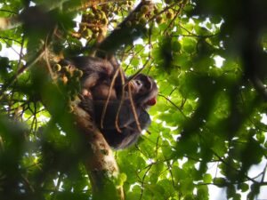 7 Days One Week Rwanda Tour