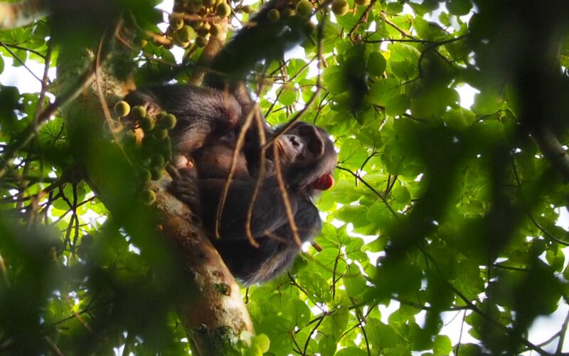 7 Days One Week Rwanda Tour