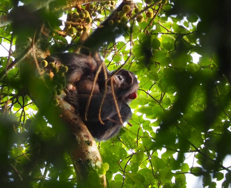 7 Days One Week Rwanda Tour