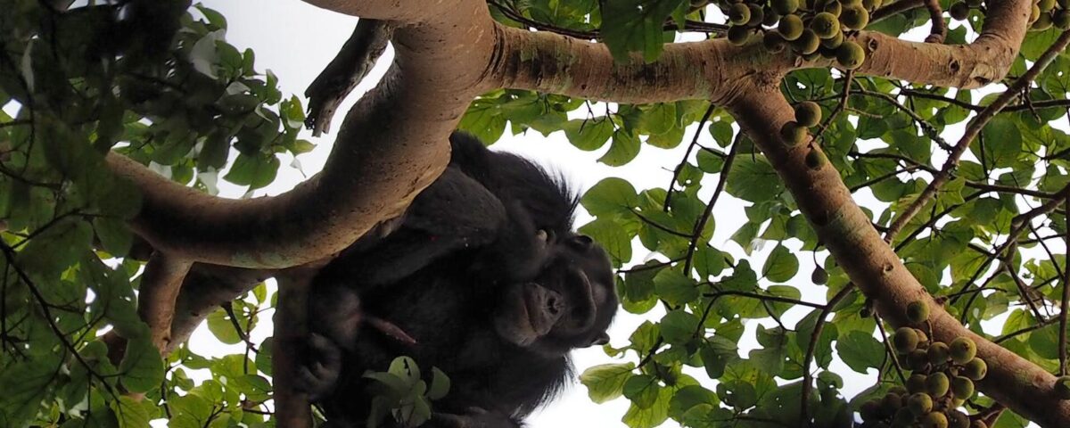 Chimpanzee Tracking