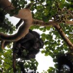 Chimpanzee Tracking