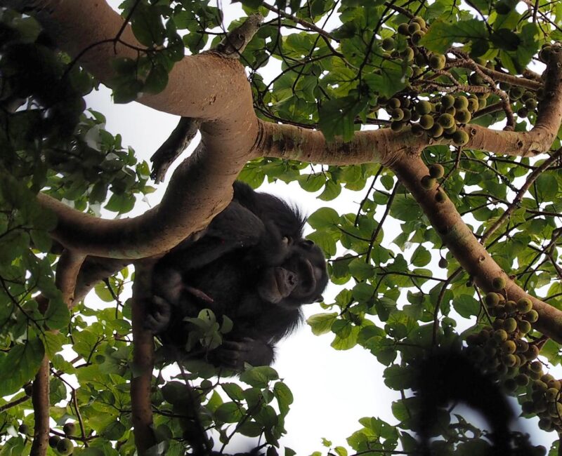 Chimpanzee Tracking