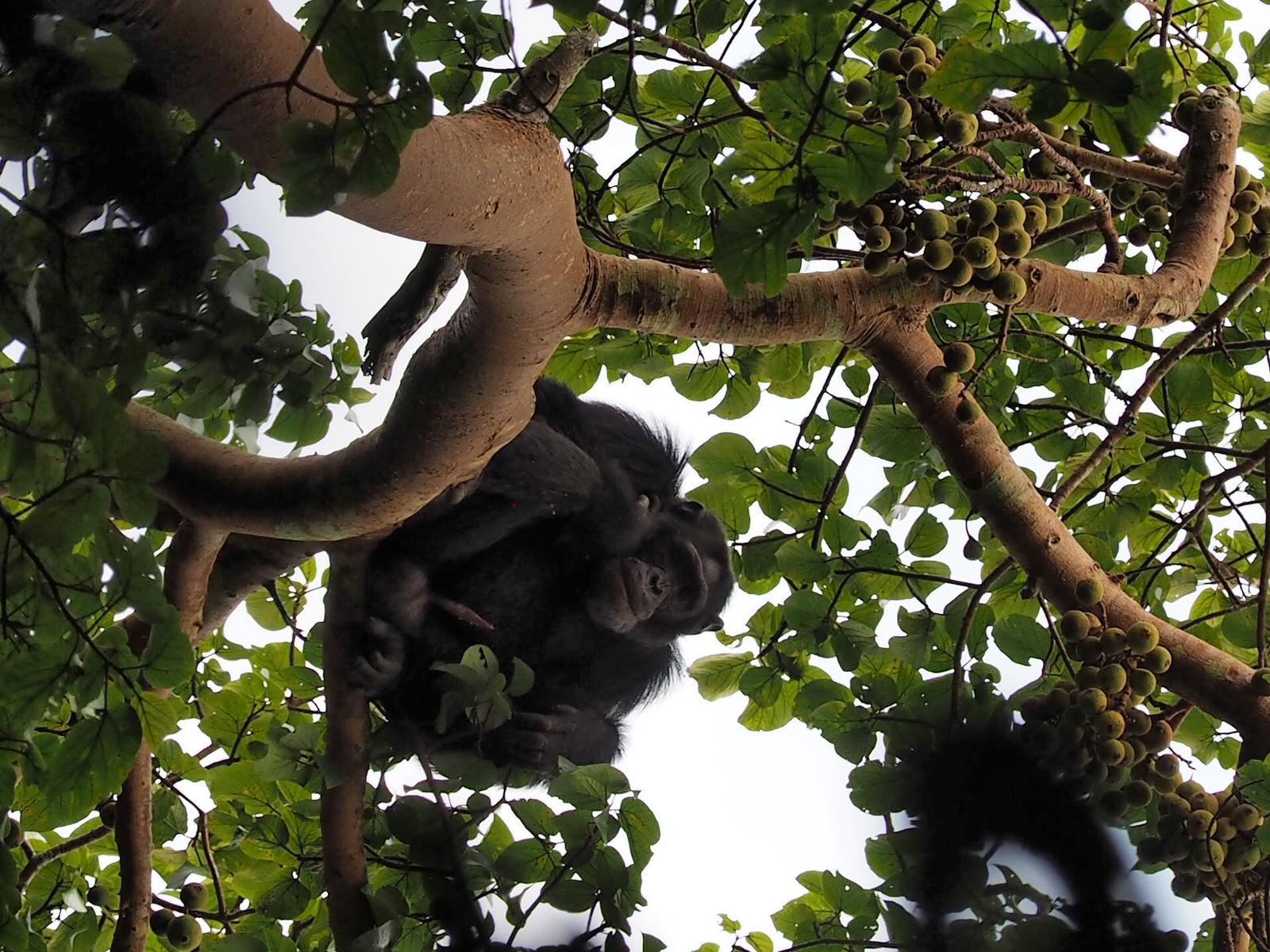Chimpanzee Tracking
