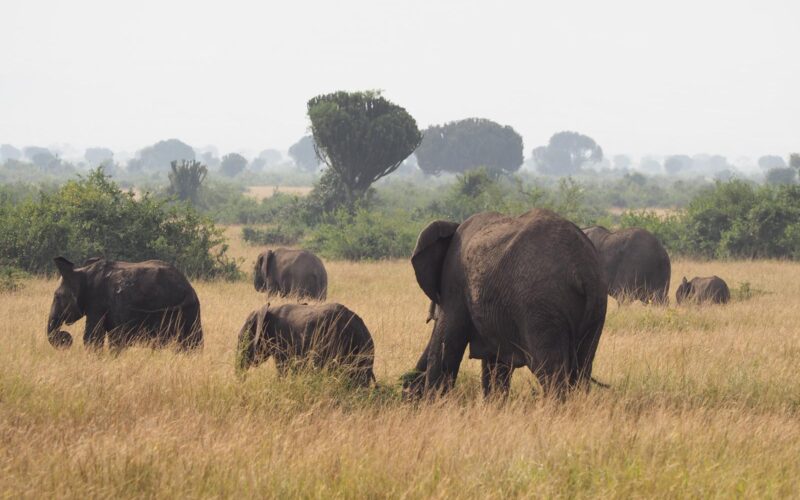 6-Day Magnificent Best of Kenya Safari