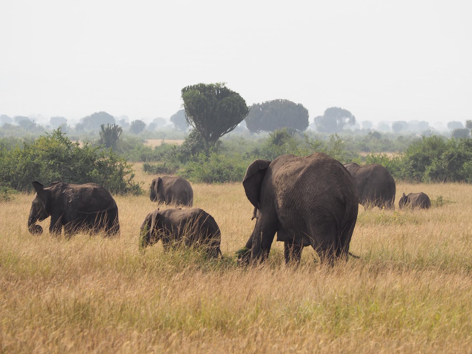 12-Day Tanzania Wildlife Safari 