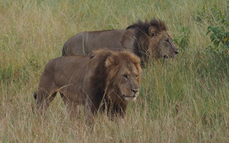 5-Day Kenya Wildlife Budget Safari