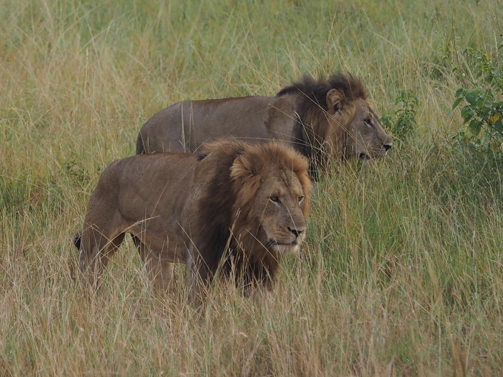 5-Day Kenya Wildlife Budget Safari