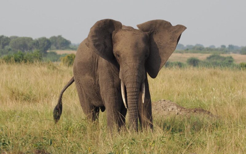 12-Day Uganda Big Five Safari