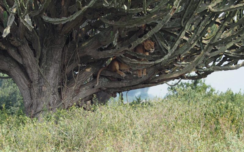 5-Day Ultimate Burundi Safari