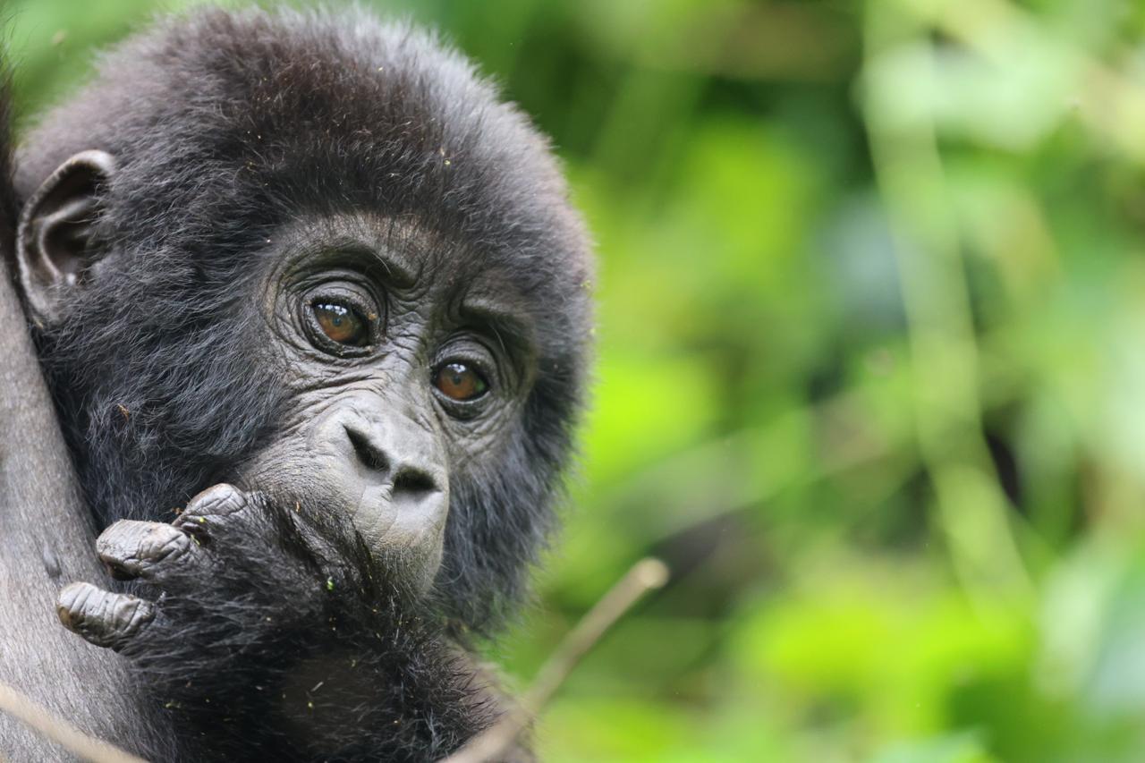  4-Day Rwanda Tracking Gorillas and Chimps Tour 