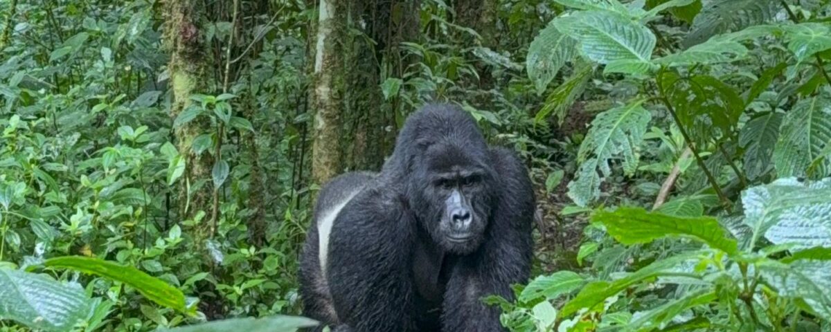 Gorilla Trekking Safari