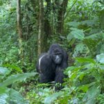 Gorilla Trekking Safari
