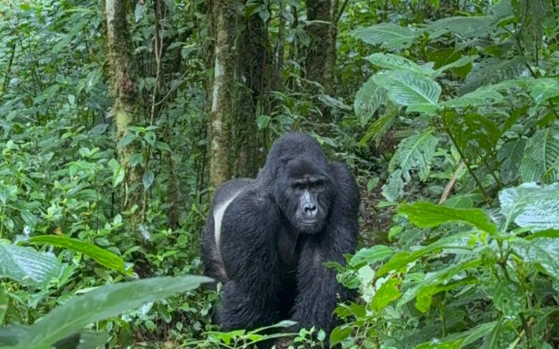 3 Days Bwindi Gorilla Trekking Safari
