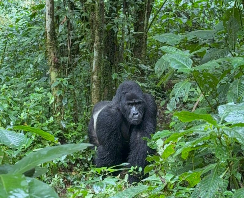 Gorilla Trekking Safari
