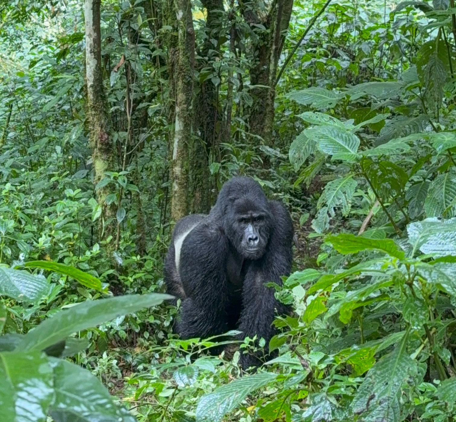 Gorilla Trekking Safari