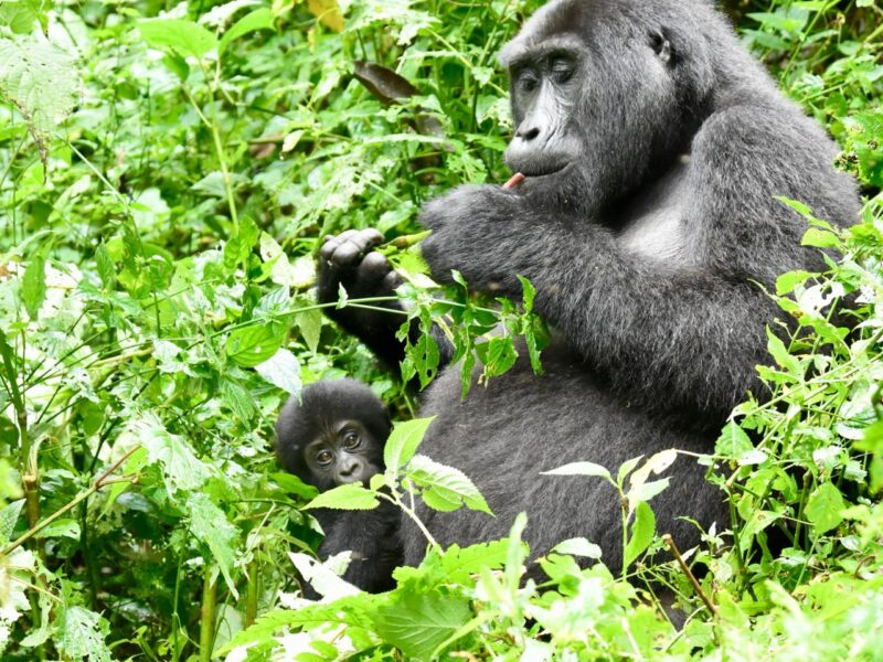 4-Day Rwanda Tracking Gorillas and Chimps Tour