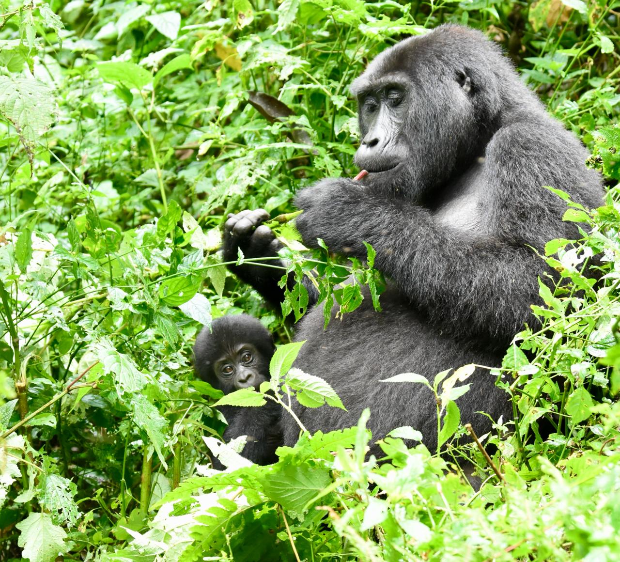 4-Day Rwanda Tracking Gorillas and Chimps Tour