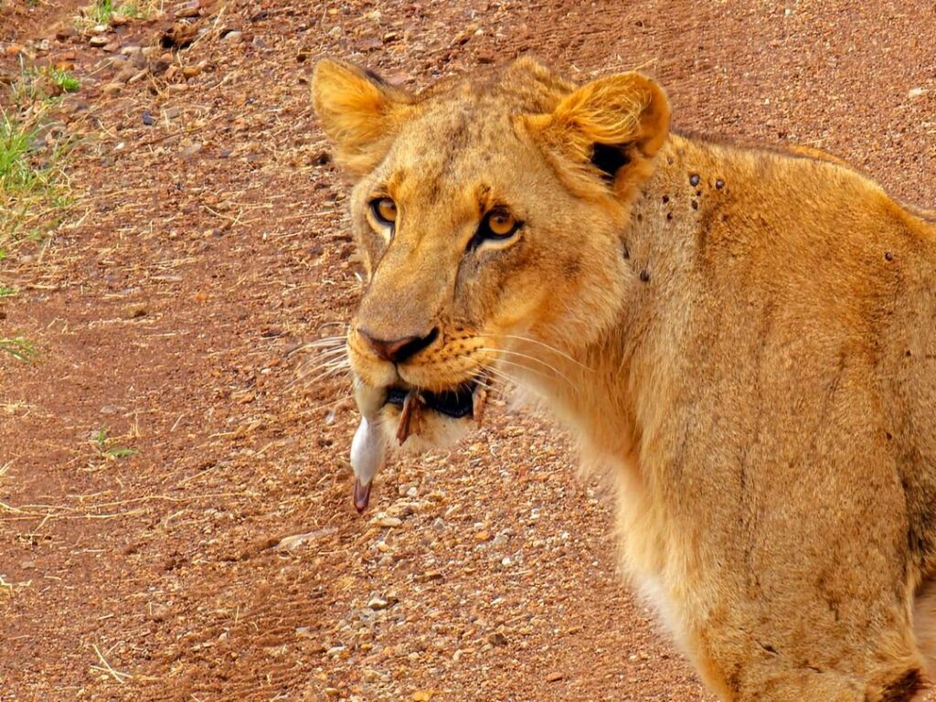 14-Day Uganda Big Five Tour