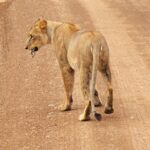 3 Days Murchison Uganda Big Five Safari