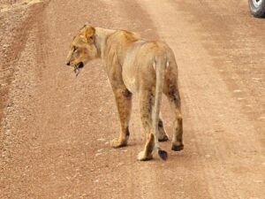 3 Days Murchison Uganda Big Five Safari